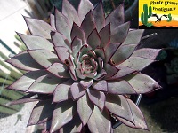 Genre Echeveria A - F