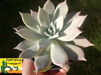 Genre Echeveria G - L