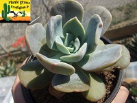Genre Echeveria M - R