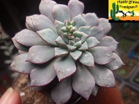 Genre Echeveria