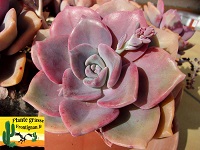 Graptoveria Mrs Richards