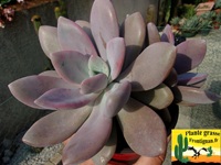 Graptoveria