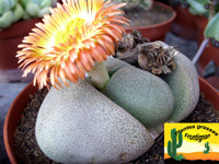 Pleiospilos nelii