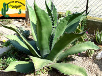 agaves de rocailles mediterranennes